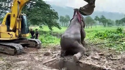 Elefante vuelve a la vida tras caer en una zanja
