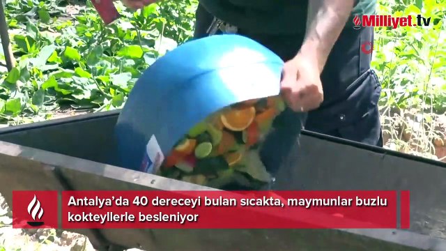 Antalya’da 40 dereceyi bulan sıcakta, maymunlar buzlu kokteyllerle besleniyor