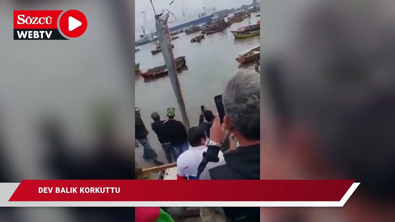 Dev balık korkuttu: Vinçle çıkarabildiler