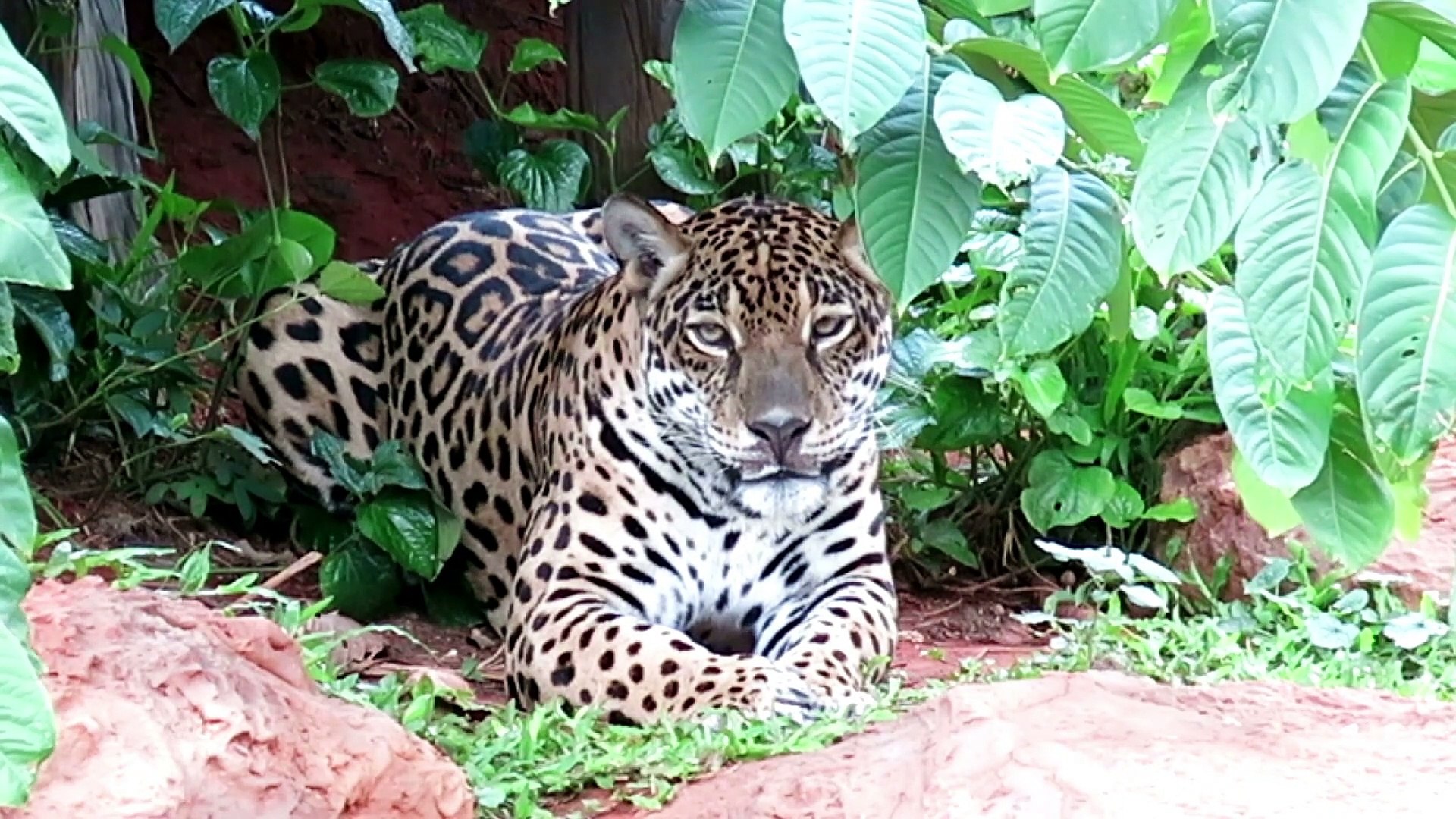 ⁣Critically Endangered Amur Leopard, also known as Far East or Manchurian or Korean leopard.