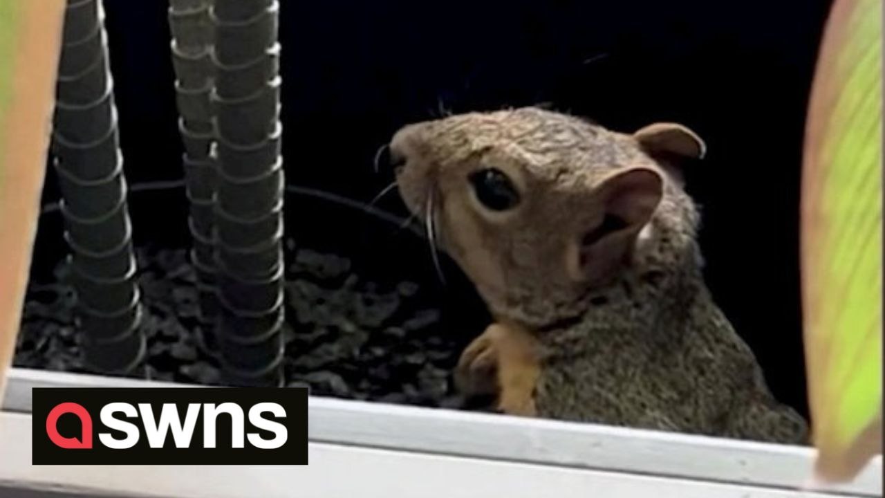 Squirrel causes chaos in US office hiding in pl...