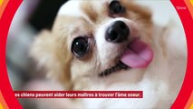 Les chiens peuvent aider leurs maîtres à trouver l’amour !