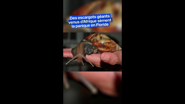 Des escargots géants venus d’Afrique de l’Est sèment la panique en Floride