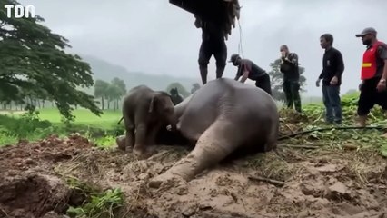 Un bébé éléphant tombe dans un trou !
