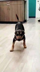 Animal Funny Videos: Funny Animal's | Thug Tohid #shorts