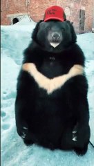 Animal Funny Videos: Funny Animal's | Thug Tohid #shorts