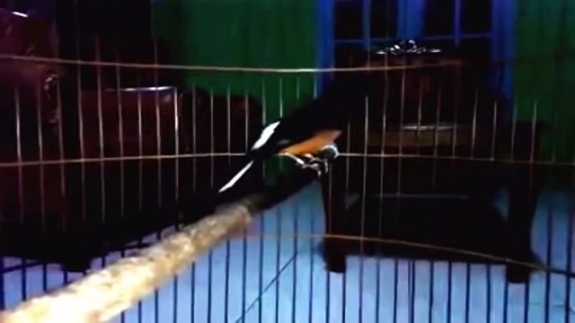 MURAI BATU JUARA! Murai Batu Ekor Panjang GACOR