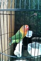 Lovebird Gila Ngekek Terus