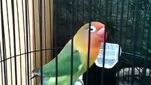 Lovebird Gila Ngekek Terus