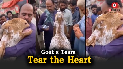 Viral Video | Goat Hugs Owner Cries Out Loud Like Human Before Getting Sold