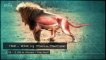 Lions vs Hyenas - Eternal Rivals - Animal Battle