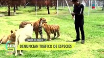 Amplían denuncia contra el dueño de la fundación Black Jaguar-White Tiger