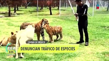 Amplían denuncia contra el dueño de la fundación Black Jaguar-White Tiger