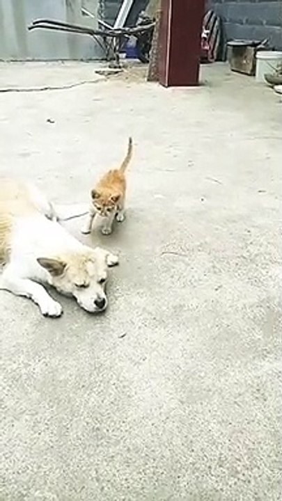Funny cats vs dogs