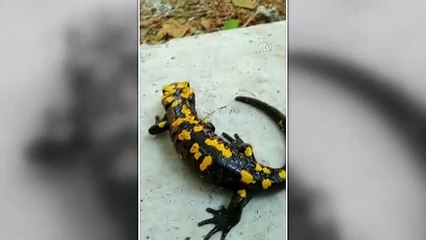 Nesli tehdit altında olan "sarı benekli semender" görüldü