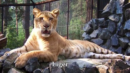 Lions argue in Masai Mara, Kenya 4K