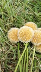 Paces Flowers/ কদম ফুল