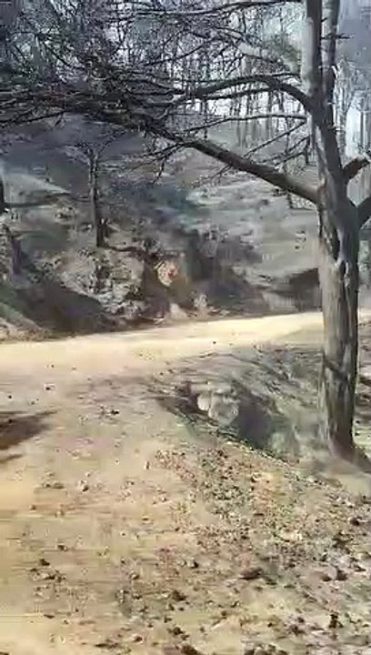 Video de uno de los puntos arrasado por el incendio de la Sierra de Mijas.