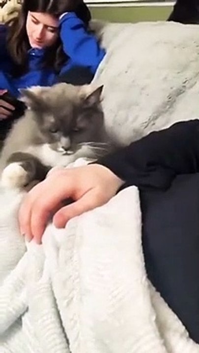 Baby Cats - Cute and Funny Cat Videos
