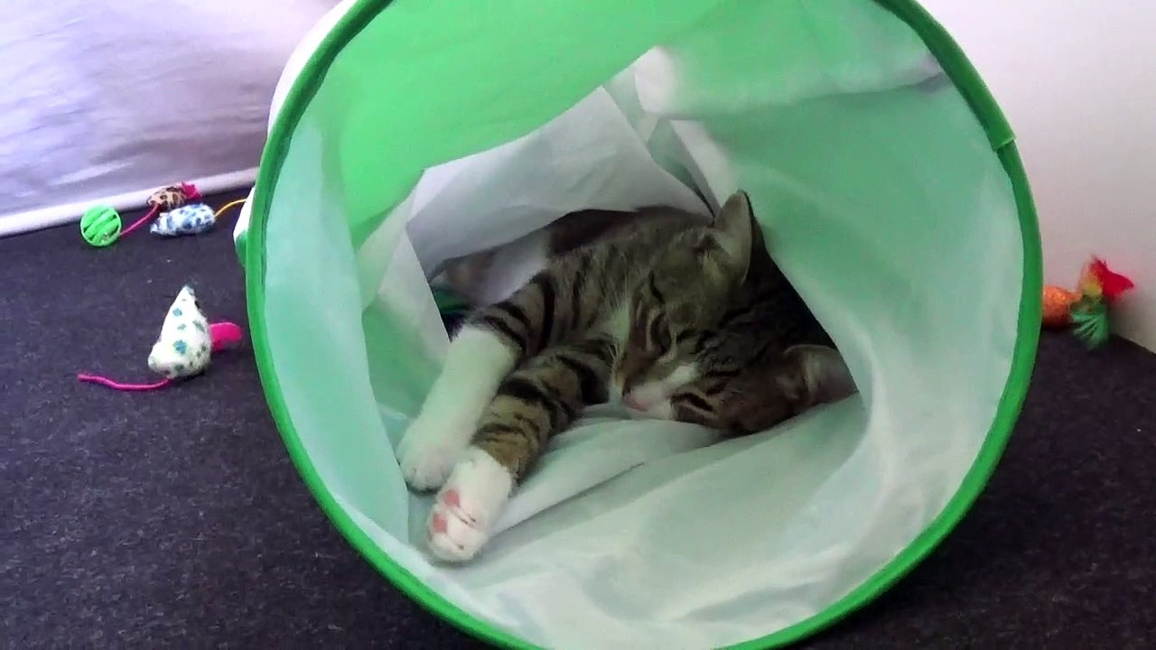 The Smart Cat Doesn't Let on that He Is