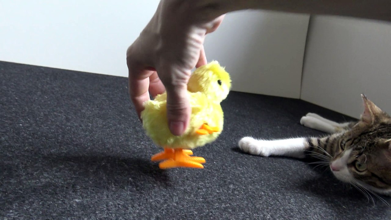 This Chicken Is Weird