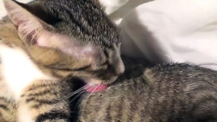 This Is Why I Have Such a White Belly