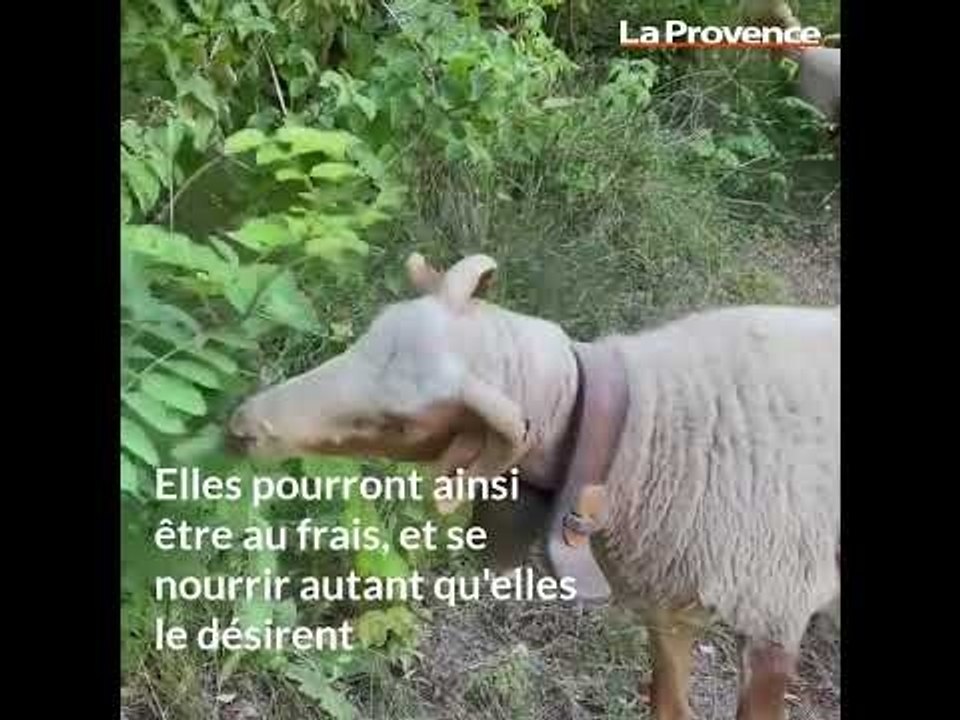 Transhumance : un bon voyage pour le troupeau de brebis à Gémenos