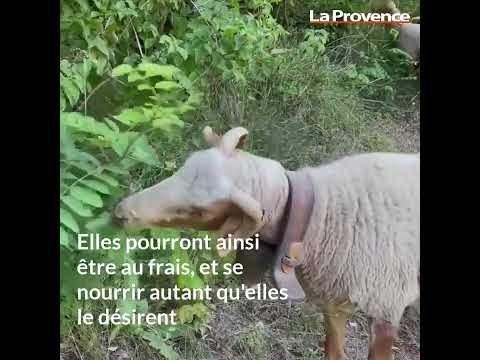 Transhumance : un bon voyage pour le troupeau de brebis à Gémenos