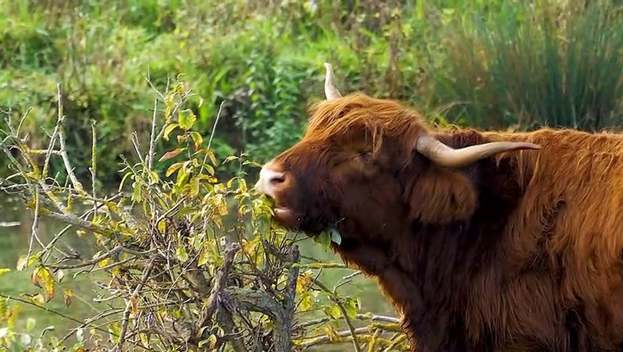 Highland Cattle, Biggest Cattle Breeds In The World - Biggest Cows & Bulls!
