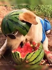 Funny dog style dog and cat ass Animals #5