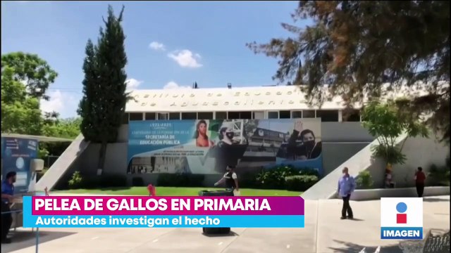 Maestra organiza pelea de gallos en primaria de Aguascalientes