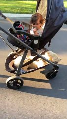 Puppy Riding in Stroller Has a Ruff Life