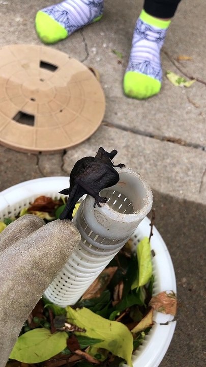Giving a Bat a Helping Hand