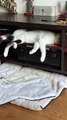 Napping Cat Falls From Shelf and Continues Sleeping