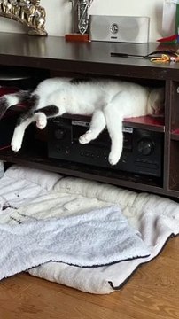 Napping Cat Falls From Shelf and Continues Sleeping