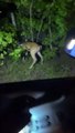 Startled Deer Jumps into Vehicle