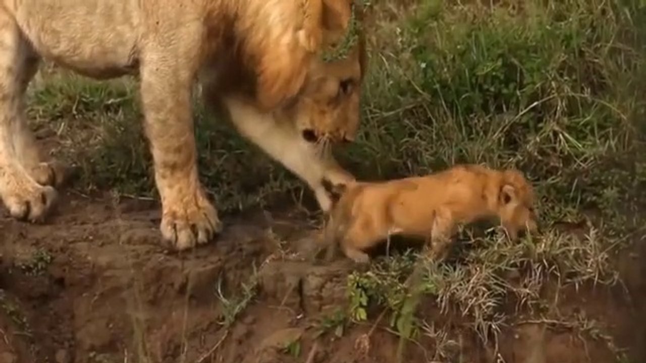 Omg...The_Lion_Cried_All_His_Tears_When_He_Saw_His_Son_Being_Gored_To_Death_By_A_Herd | czechxxxxxxx