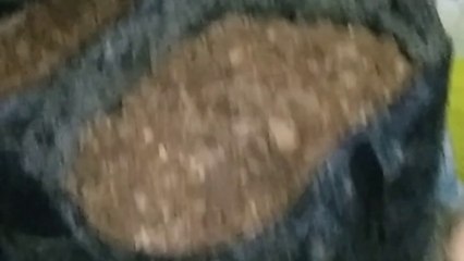 Cara mudah tanam bawang merah ( ACT:  Aksi cepat Tanam 2022