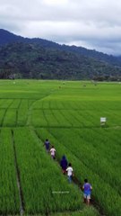pemandangan kaki gunung