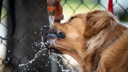 Is your dog suffering a heatstroke? Don’t miss these 5 non-obvious warning signs