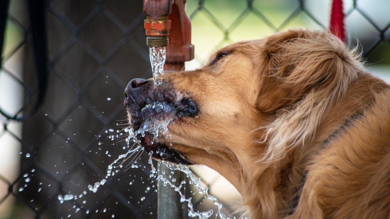 Is your dog suffering a heatstroke? Don’t miss these 5 non-obvious warning signs