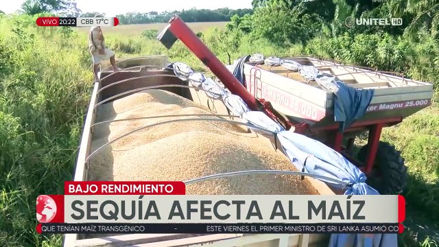 Agro indica que alrededor de 6 mil hectáreas de maíz se perdieron por la sequía