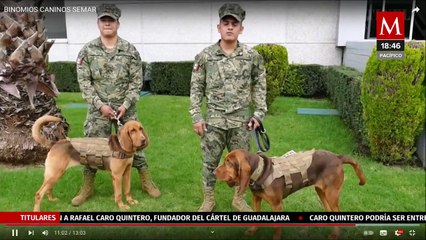 Caro Quintero fue hallado por perrito 'Max' entre matorrales