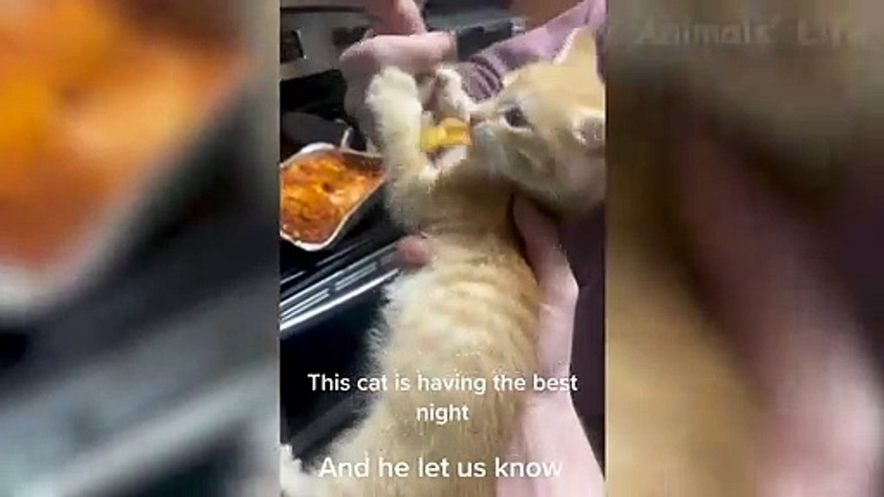 Funny Dog Video