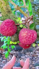 OMG  a full glass of juice#usa #fruit #asmr #shorts #fruitslover