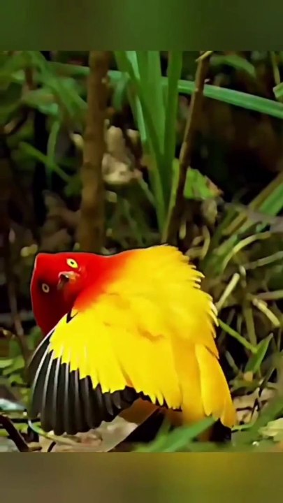 Animals beautiful Bird