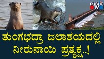 ತುಂಗಭದ್ರಾ ಜಲಾಶಯದಲ್ಲಿ ನೀರುನಾಯಿ ಪ್ರತ್ಯಕ್ಷ | Tungabhadra Dam