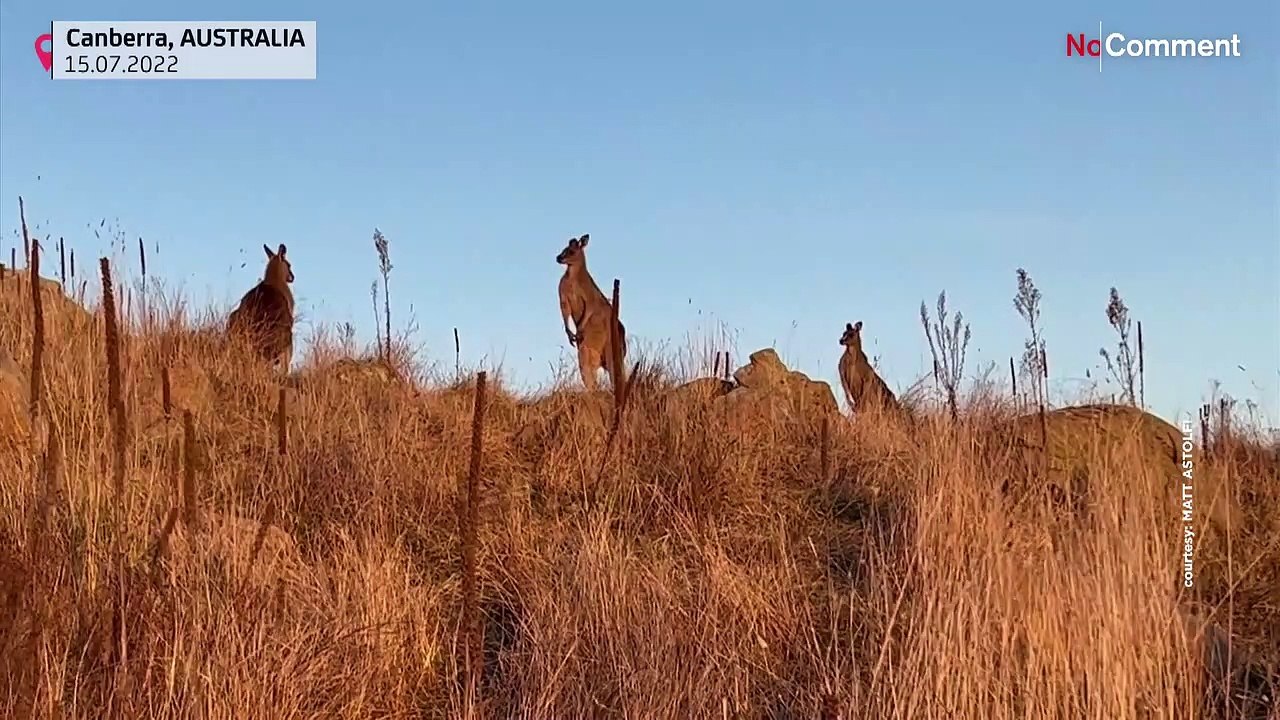 Kängurus boxen, Quallen brennen