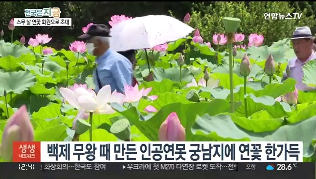 1,000만 송이 연꽃의 향연…부여 서동연꽃축제 개막