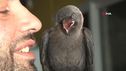 Otopark işletmecisinin karga ile dostluğu görenleri şaşırtıyor